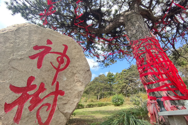 沈阳墓园如何预约祭扫？