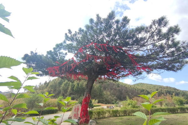 沈阳墓地的地形特点对墓园规划和逝者安息有何影响？