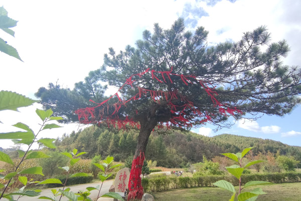 沈阳公墓附近有树与水的寓意：自然与生命的和谐交响