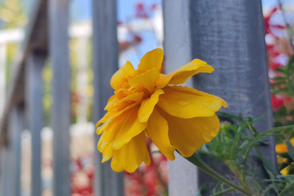 菊花：沈阳公墓祭祀之花，承载着敬意与哀思