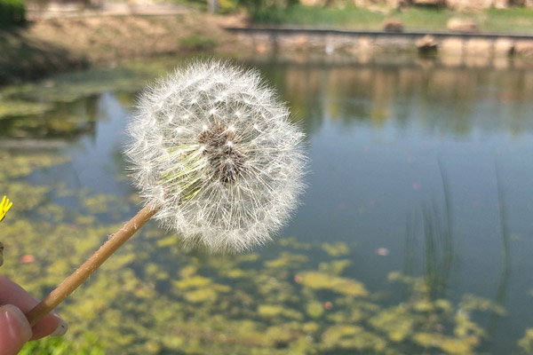 保护墓位的干净整洁是沈阳墓园应尽的义务