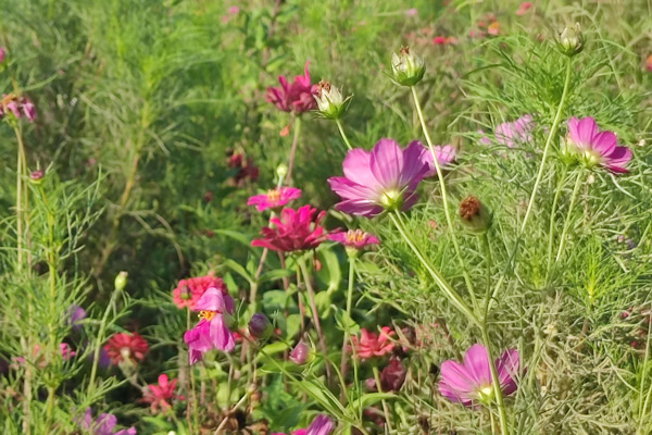 不同的花种应该种植在沈阳墓园的不同位置——营造永恒的和谐景观