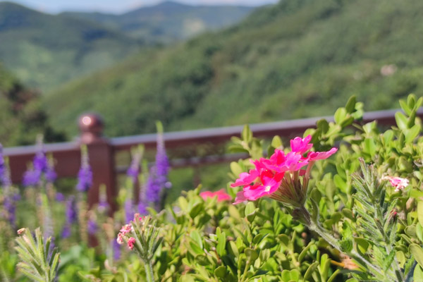 沈阳花园式公墓：绿色哀思，旅游新体验