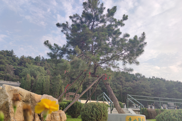 为什么沈阳公墓都要种植一颗巨树——树木与墓园的和谐共生