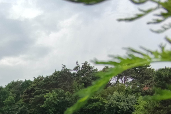 沈阳墓园私人种树，让逝者安息之地多一份绿意