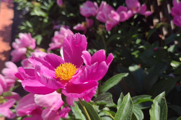沈阳公墓花圃种植——缅怀之情与生态之美的和谐交融