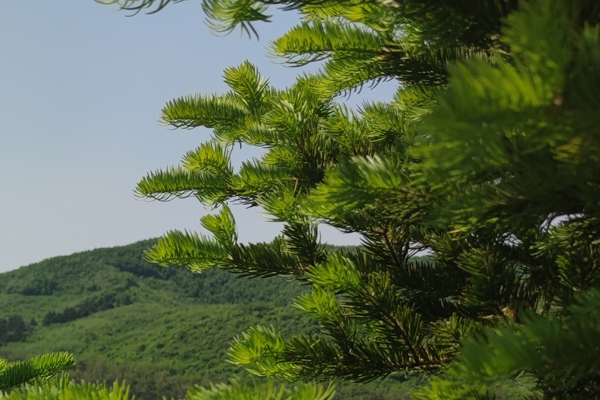 沈阳公墓自然景观探析:宁静之地,绿意盎然 沈阳公墓自然景观探析:宁静之地,绿意盎然