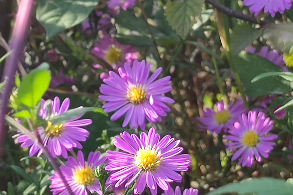 沈阳墓地种植的鲜花：寄情哀思，寓意深远